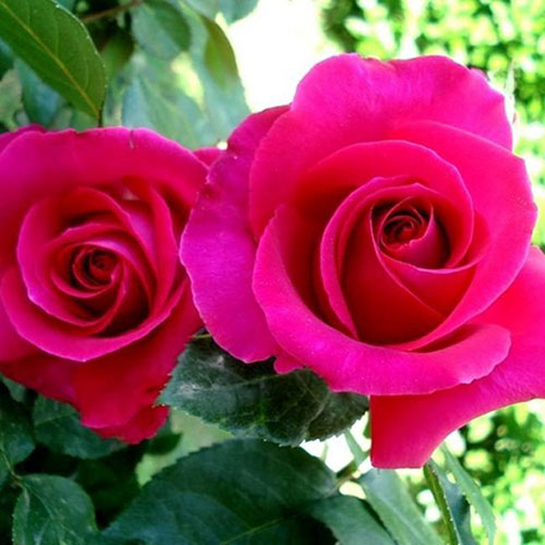 Gift Wrapped Rose All My Loving Gift Wrapped Rose All My Loving