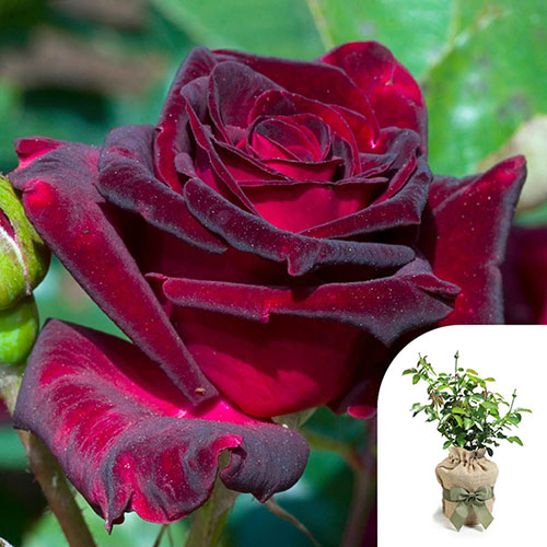 Rose Black Baccara