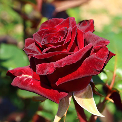 Rose Black Baccara