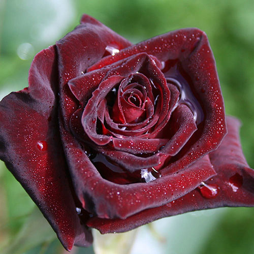 Rose Black Baccara