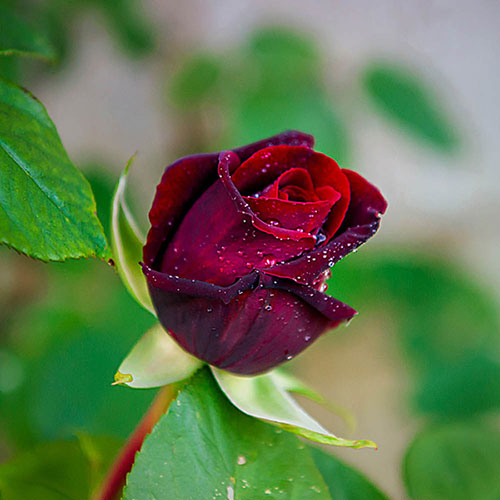 Rose Black Baccara