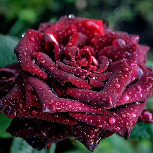 Rose Black Baccara