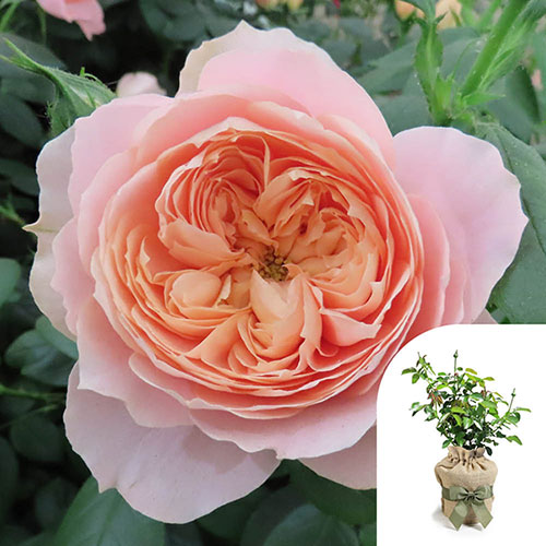 Gift Wrapped Harkness Rose Coral Wedding 35th Anniversary �