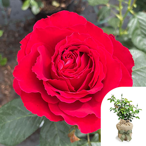 Gift Wrapped Harkness Rose Ruby 40th Wedding Anniversary �