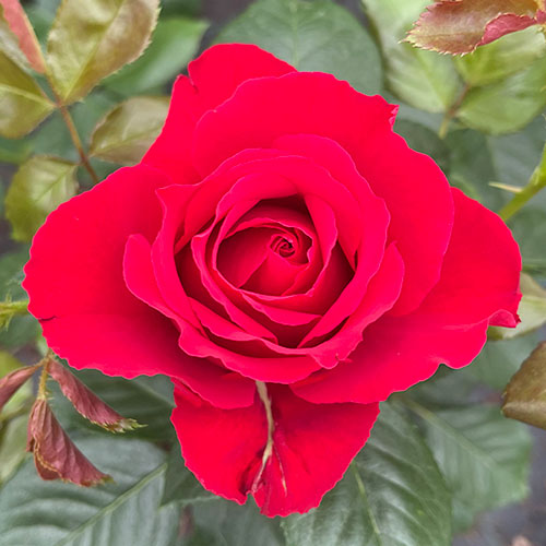 Gift Wrapped Harkness Rose Ruby 40th Wedding Anniversary �