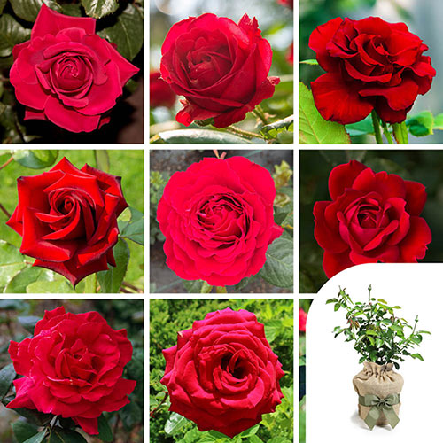 Gift Wrapped Personalise Your Own Red Rose Gift Wrapped Personalise Your Own Red Rose