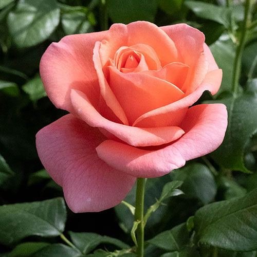 Gift Wrapped Catherines Rose �