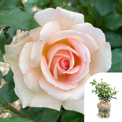 Gift Wrapped Harkness Rose Chandos Beauty �