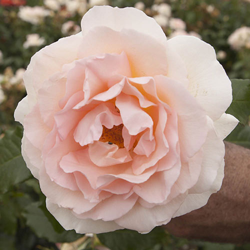 Gift Wrapped Harkness Rose Chandos Beauty �