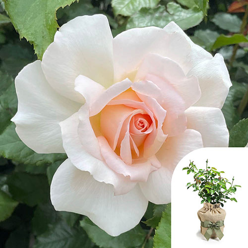 Gift Wrapped Harkness Rose At Peace Apricot �