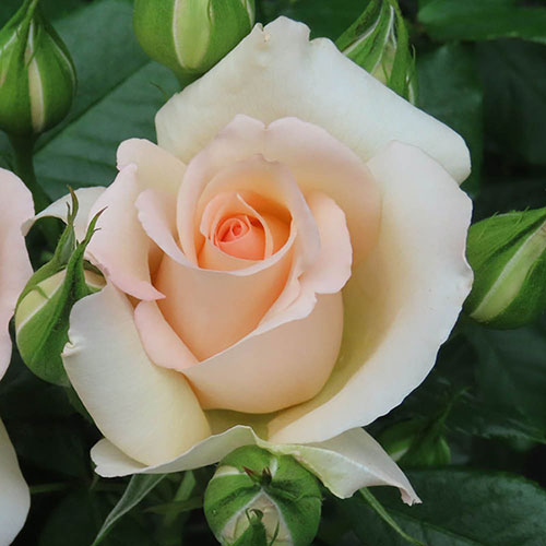 Gift Wrapped Harkness Rose At Peace Apricot �