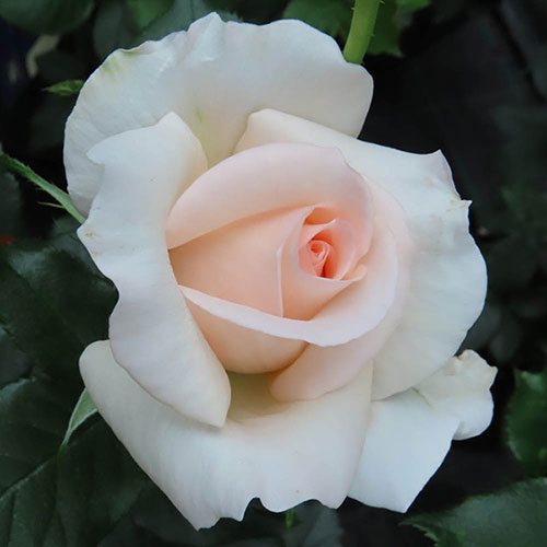 Gift Wrapped Harkness Rose At Peace Apricot �