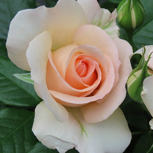 Gift Wrapped Harkness Rose At Peace Apricot �