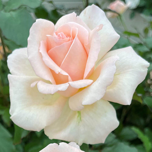 Gift Wrapped Harkness Rose Platinum 70th Wedding �