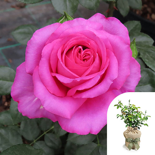 Gift Wrapped Harkness Fab at 70 ® Birthday Rose Gift Wrapped Harkness Fab at 70 ® Birthday Rose