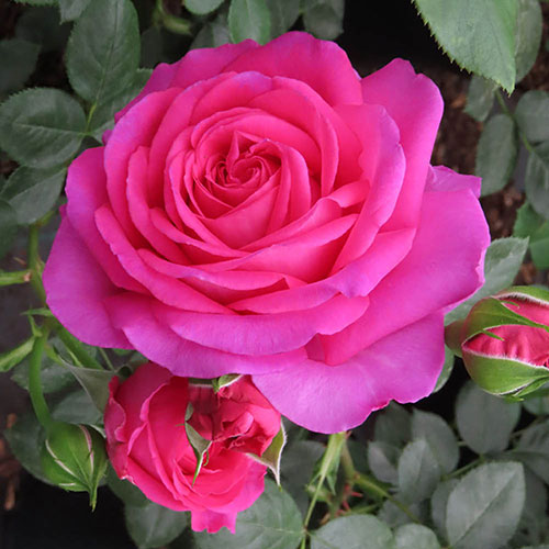 Gift Wrapped Harkness Fab at 70 ® Birthday Rose Gift Wrapped Harkness Fab at 70 ® Birthday Rose