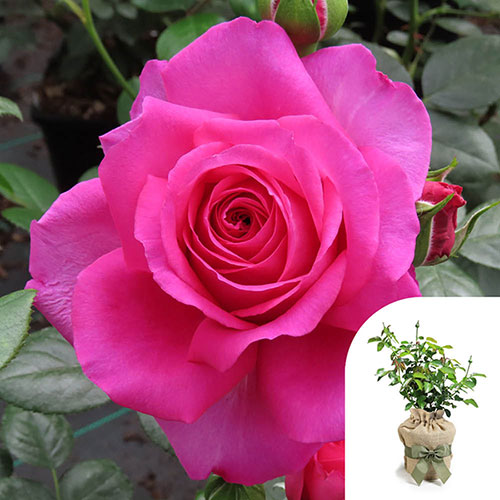 Harkness Roses - Gift Wrapped Kirstys Rose