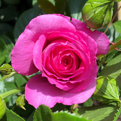 Gift Wrapped Harkness Rose Claire Marshall �