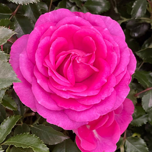 Gift Wrapped Harkness Rose Claire Marshall �