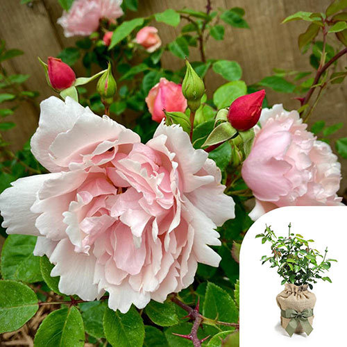 Gift Wrapped Climbing Rose Albertine
