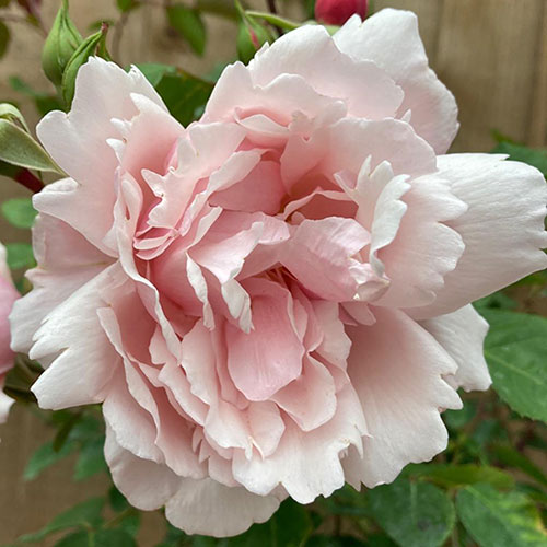 Gift Wrapped Climbing Rose Albertine