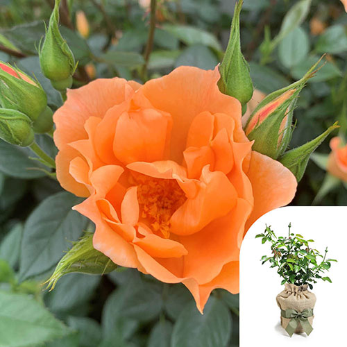 Gift Wrapped Harkness Rose Bridge of Sighs Climbing