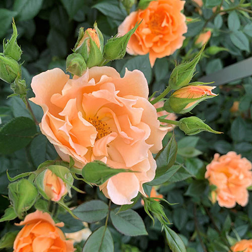 Gift Wrapped Harkness Rose Bridge of Sighs Climbing