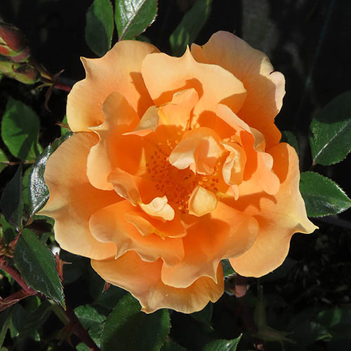 Gift Wrapped Harkness Rose Bridge of Sighs Climbing