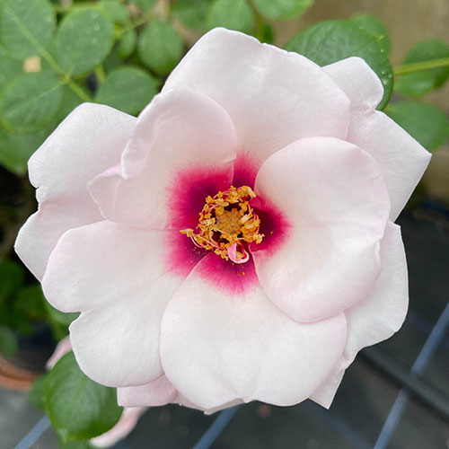 Gift Wrapped Harkness Rose Chawton Cottage �