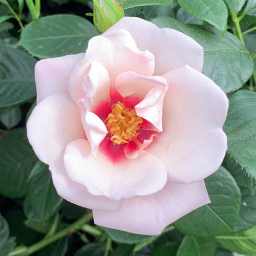 Gift Wrapped Harkness Rose Chawton Cottage �