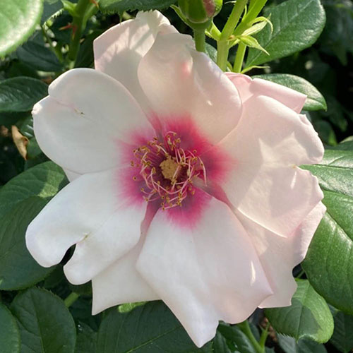 Gift Wrapped Harkness Rose Chawton Cottage �