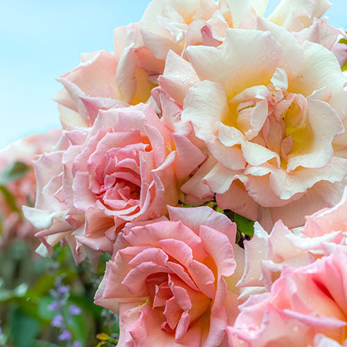 Gift Wrapped Harkness Rose Climbing Compassion ™ Gift Wrapped Harkness Rose Climbing Compassion ™