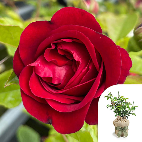 Gift Wrapped Harkness Rose Cumberland