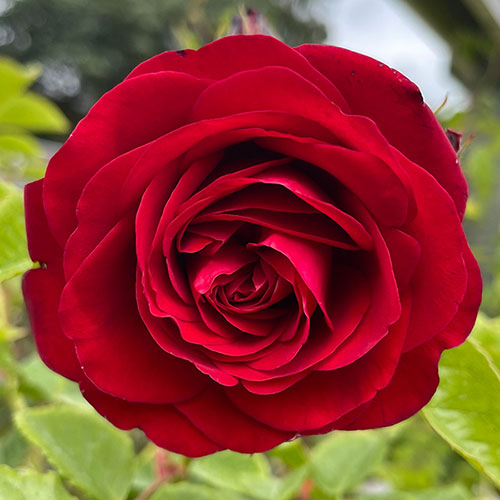 Gift Wrapped Harkness Rose Cumberland