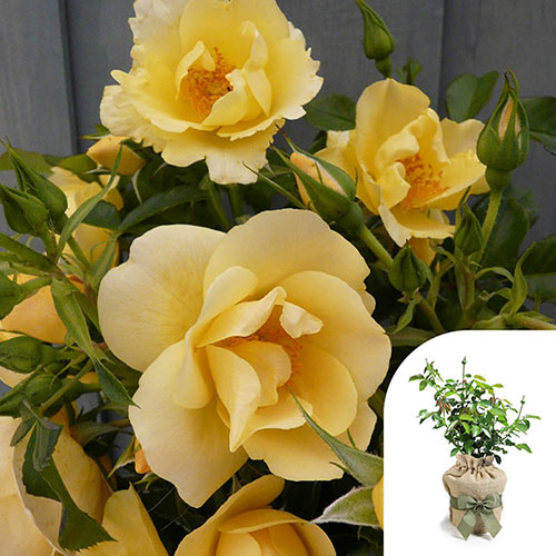 Gift Wrapped Harkness Rose Gardeners Gold �