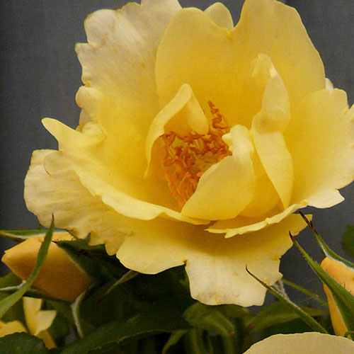 Gift Wrapped Harkness Rose Gardeners Gold �