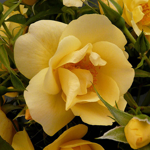 Gift Wrapped Harkness Rose Gardeners Gold �