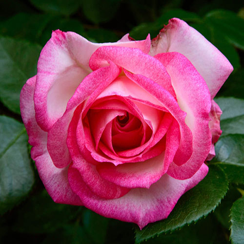 Gift Wrapped Climbing Rose Handel