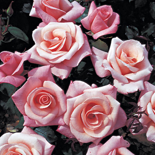 Gift Wrapped Harkness Climbing Rose High Hopes �