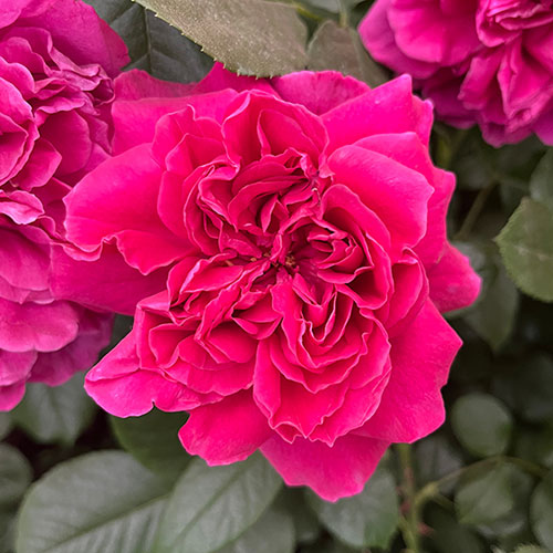 Gift Wrapped Harkness Rose Highclere Castle �