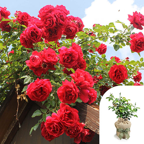 Gift Wrapped Climbing Rose Pauls Scarlet
