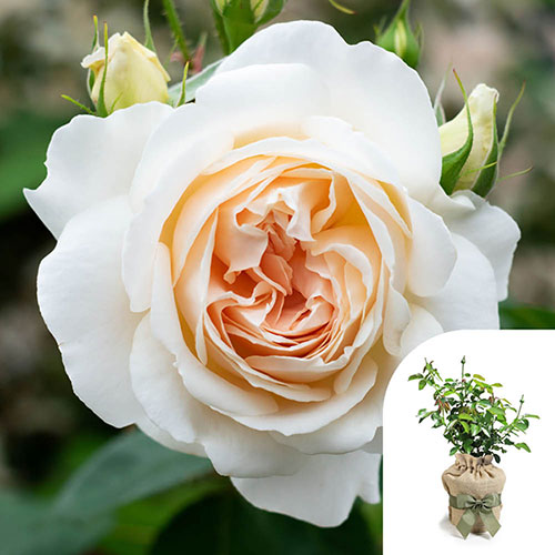 Gift Wrapped Harkness Rose Penny Lane �