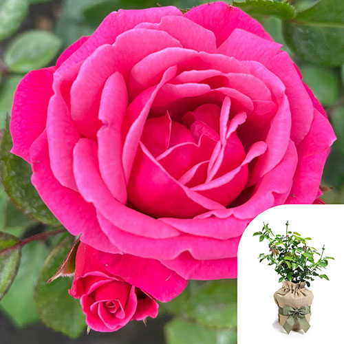 Gift Wrapped Rose Pink Perpetue Gift Wrapped Rose Pink Perpetue