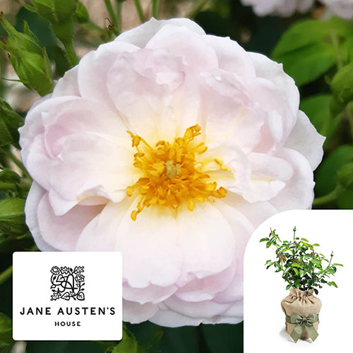 Gift Wrapped Harkness Rose Sense and Sensibility �