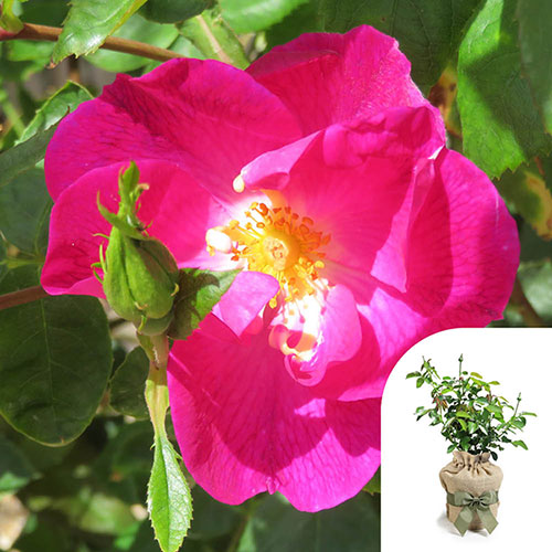 Gift Wrapped Harkness Rose Simply Sumptuous