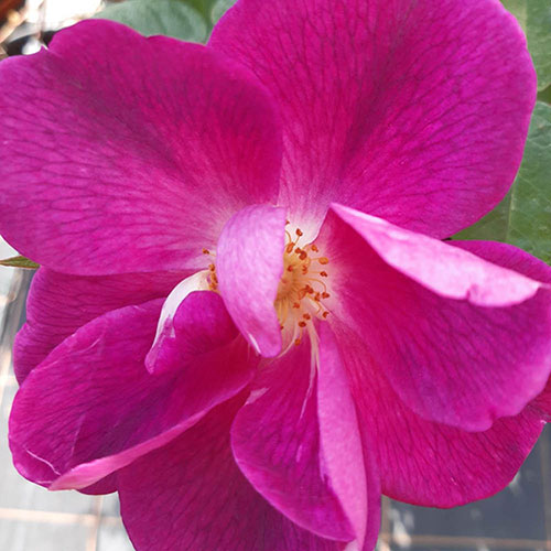 Gift Wrapped Harkness Rose Simply Sumptuous