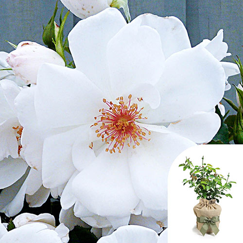 Gift Wrapped Harkness Rose Starlight Symphony �