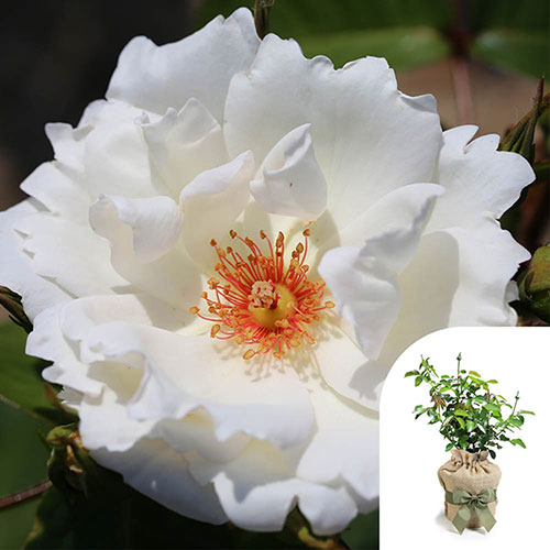 Gift Wrapped Harkness Rose White Star �
