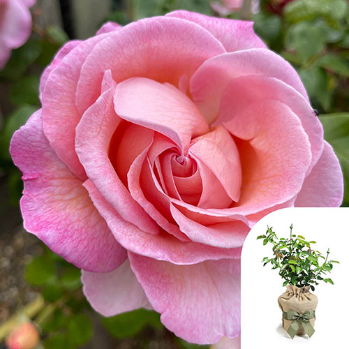 Gift Wrapped Harkness Rose Sweet Syrie �