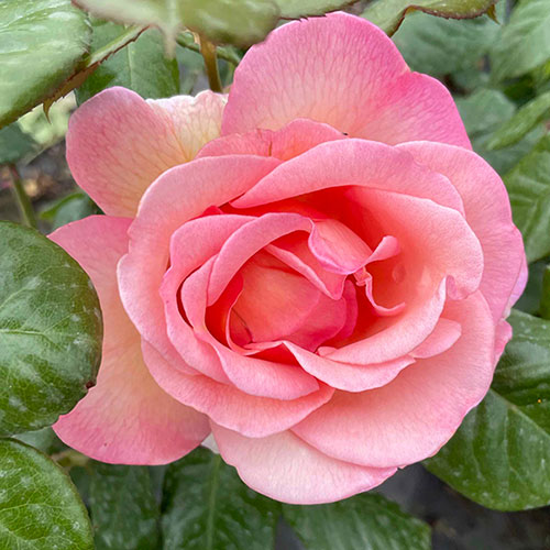 Gift Wrapped Harkness Rose Sweet Syrie �